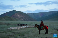 Summer pastures migration starts for herders in Qilian County, China's Qinghai