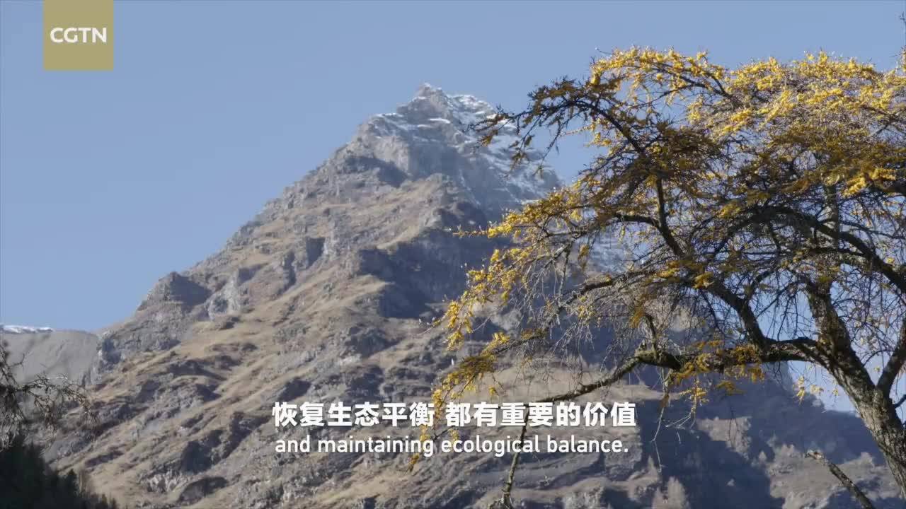 Western Sichuan Series | Episode 4: Sea Buckthorn