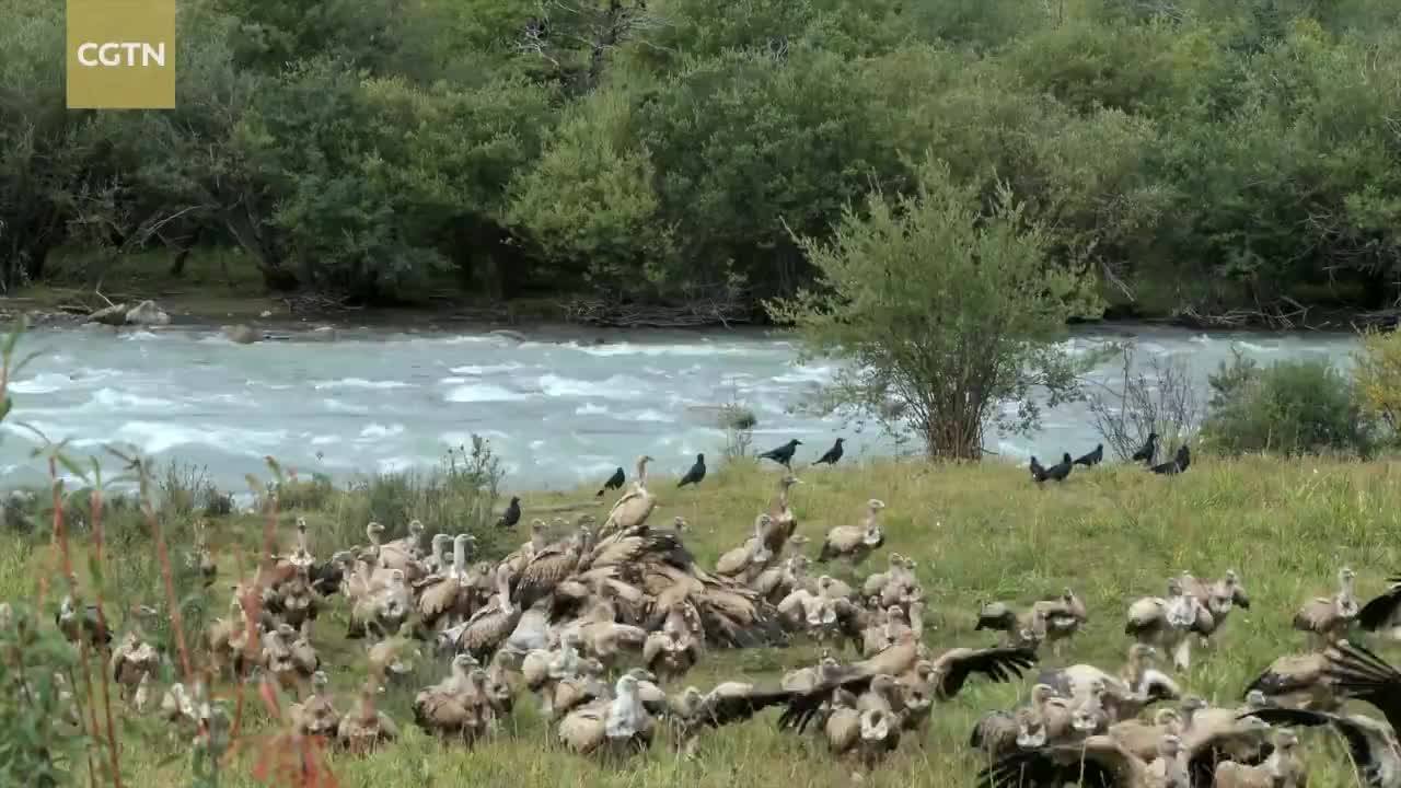 Chaqingsongduo Series | Episode 2: Vulture on the highland