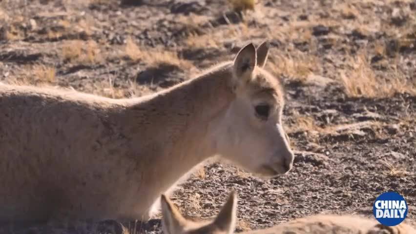 Documentary gives glimpse of wild Qinghai-Tibet plateau