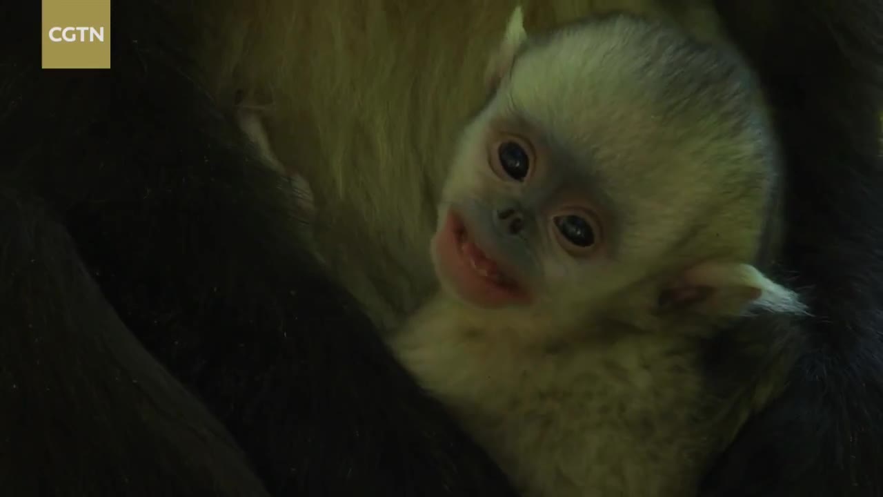 Diary of Monkeys 01: Childhood