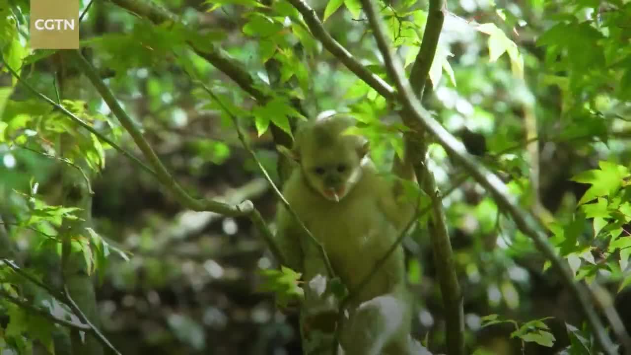 Diary of Monkeys 03: Growing pains